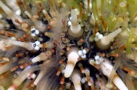 疣裸海膽藏品圖，第12張