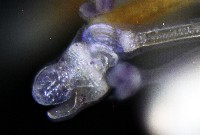 疣裸海膽藏品圖，第15張