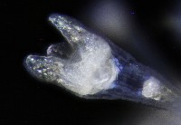 疣裸海膽藏品圖，第16張