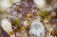 疣裸海膽藏品圖，第17張