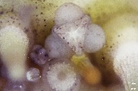 疣裸海膽藏品圖，第18張