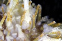 疣裸海膽藏品圖，第19張