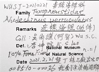 疣裸海膽藏品圖，第24張