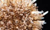 疣裸海膽藏品圖，第2張