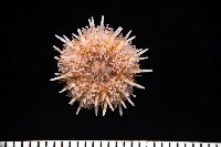 疣裸海膽藏品圖，第3張