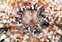疣裸海膽藏品圖，第4張