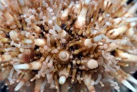 疣裸海膽藏品圖，第5張