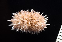 疣裸海膽藏品圖，第6張