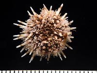 疣裸海膽藏品圖，第7張