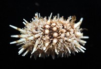 疣裸海膽藏品圖，第9張