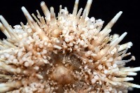 疣裸海膽藏品圖，第10張