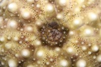 疣裸海膽藏品圖，第12張