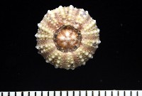 疣裸海膽藏品圖，第13張