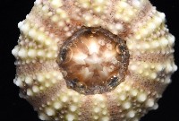 疣裸海膽藏品圖，第14張