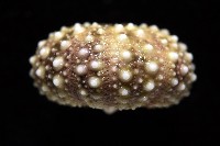 疣裸海膽藏品圖，第15張