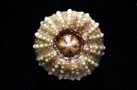 疣裸海膽藏品圖，第16張