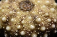 疣裸海膽藏品圖，第17張