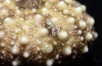 疣裸海膽藏品圖，第19張
