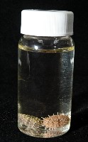疣裸海膽藏品圖，第20張