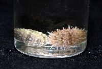 疣裸海膽藏品圖，第21張