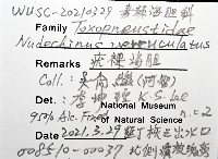 疣裸海膽藏品圖，第24張
