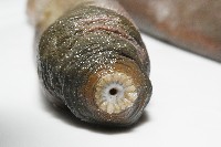 紫紋芋參藏品圖，第2張