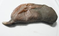 紫紋芋參藏品圖，第4張