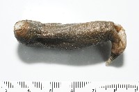 紫紋芋參藏品圖，第5張