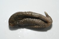 紫紋芋參藏品圖，第6張
