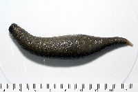 紫紋芋參藏品圖，第7張