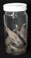 紫紋芋參藏品圖，第9張