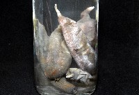 紫紋芋參藏品圖，第10張