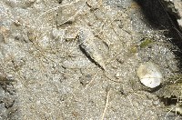 燒酒海蜷藏品圖，第2張