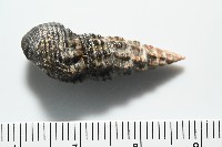 燒酒海蜷藏品圖，第4張