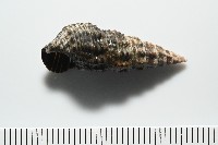 燒酒海蜷藏品圖，第5張