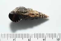 燒酒海蜷藏品圖，第6張
