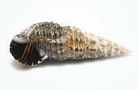 燒酒海蜷藏品圖，第7張