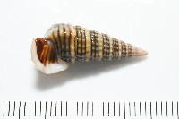 栓海蜷藏品圖，第2張