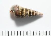 栓海蜷藏品圖，第4張