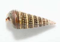 栓海蜷藏品圖，第5張