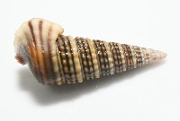 栓海蜷藏品圖，第6張