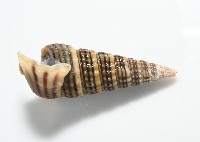 栓海蜷藏品圖，第7張