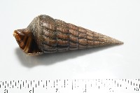 泥海蜷藏品圖，第4張