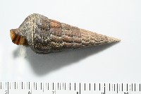 泥海蜷藏品圖，第5張