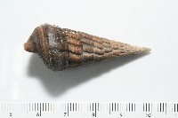 泥海蜷藏品圖，第6張