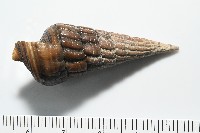 泥海蜷藏品圖，第7張