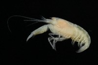 未知種槍蝦藏品圖，第2張