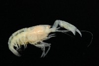 未知種槍蝦藏品圖，第3張