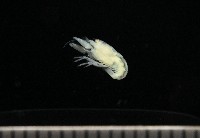 未知種槍蝦藏品圖，第4張