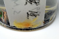 未知種槍蝦藏品圖，第7張